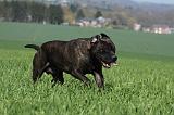 BULLMASTIFF 522